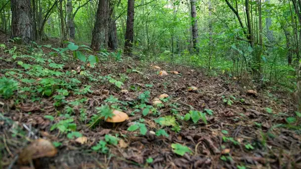 Mazury i grzyby... piękne połączenie - zdjęcie 2