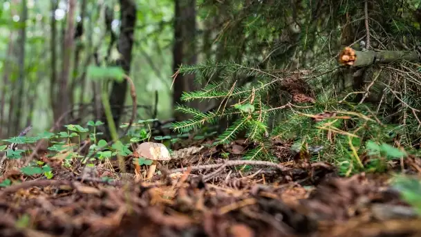 Mazury i grzyby... piękne połączenie - zdjęcie 3