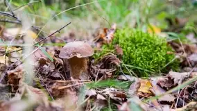 Mazury i grzyby... piękne połączenie - zdjęcie 24