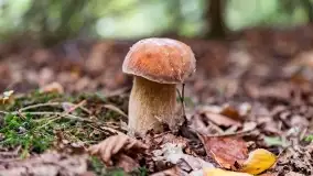 Mazury i grzyby... piękne połączenie - zdjęcie 1