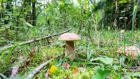 Mazury i grzyby... piękne połączenie - zdjęcie 9