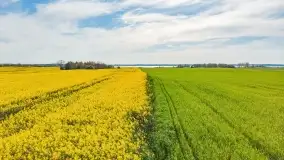 Rzepakowe pola, przypominamy żółty kolor Mazur - zdjęcie 7