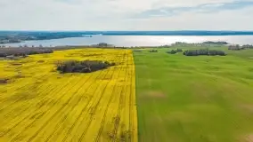 Rzepakowe pola, przypominamy żółty kolor Mazur - zdjęcie 29