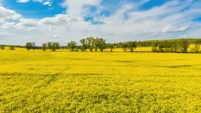 Rzepakowe pola, przypominamy żółty kolor Mazur - zdjęcie 28