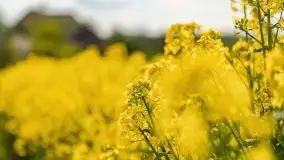 Rzepakowe pola, przypominamy żółty kolor Mazur - zdjęcie 38