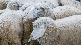 Fotorelacja - I Redyk Mazurski, Sołdany 2022 - zdjęcie 26