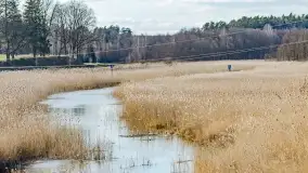 Mazurski las u progu wiosny, marzec 2020 - zdjęcie 38