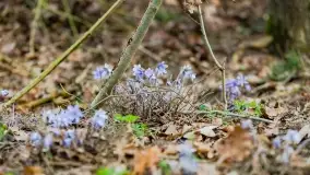 Mazurski las u progu wiosny, marzec 2020 - zdjęcie 31