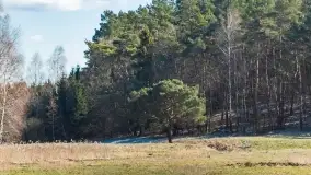 Mazurski las u progu wiosny, marzec 2020 - zdjęcie 42