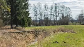 Mazurski las u progu wiosny, marzec 2020 - zdjęcie 27