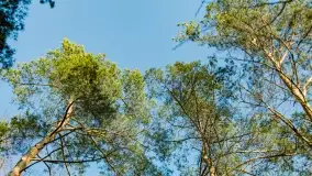 Mazurski las u progu wiosny, marzec 2020 - zdjęcie 15