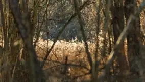 Mazurski las u progu wiosny, marzec 2020 - zdjęcie 44