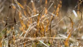 Przedwiośnie na mazurskich polach i łąkach, marzec 2021 - zdjęcie 42