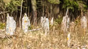 Przedwiośnie na mazurskich polach i łąkach, marzec 2021 - zdjęcie 10