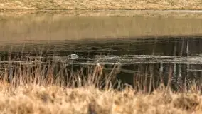 Przedwiośnie na mazurskich polach i łąkach, marzec 2021 - zdjęcie 37