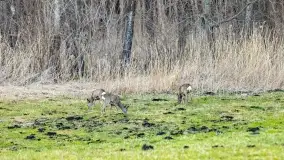 Przedwiośnie na mazurskich polach i łąkach, marzec 2021 - zdjęcie 41