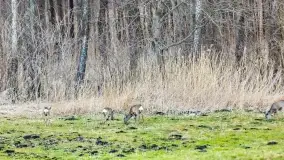 Przedwiośnie na mazurskich polach i łąkach, marzec 2021 - zdjęcie 57