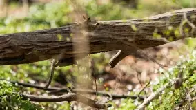 Początki wiosny 2022, leśne krajobrazy - zdjęcie 11