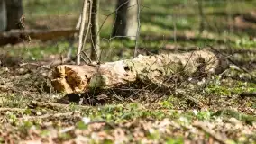 Początki wiosny 2022, leśne krajobrazy - zdjęcie 29