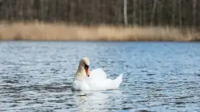 Początki wiosny 2022, leśne krajobrazy - zdjęcie 65