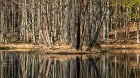 Początki wiosny 2022, leśne krajobrazy - zdjęcie 60