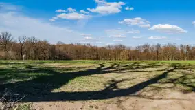 Wiosenny las przy Sztynorcie, kwiecień 2022 - zdjęcie 8