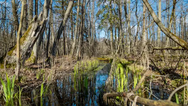 Wiosenny las przy Sztynorcie, kwiecień 2022