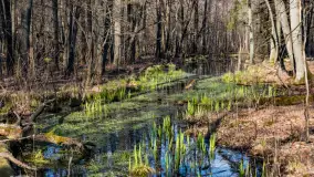 Wiosenny las przy Sztynorcie, kwiecień 2022 - zdjęcie 13