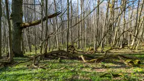 Wiosenny las przy Sztynorcie, kwiecień 2022 - zdjęcie 40