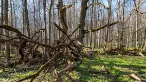 Wiosenny las przy Sztynorcie, kwiecień 2022 - zdjęcie 30