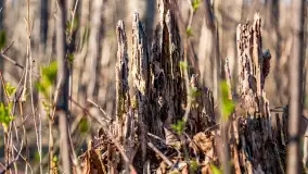 Wiosenny las przy Sztynorcie, kwiecień 2022 - zdjęcie 7