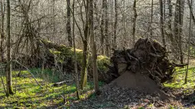 Wiosenny las przy Sztynorcie, kwiecień 2022 - zdjęcie 35