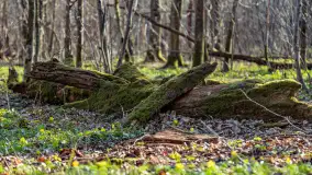Wiosenny las przy Sztynorcie, kwiecień 2022 - zdjęcie 25