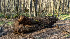 Wiosenny las przy Sztynorcie, kwiecień 2022 - zdjęcie 32