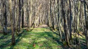 Wiosenny las przy Sztynorcie, kwiecień 2022 - zdjęcie 36