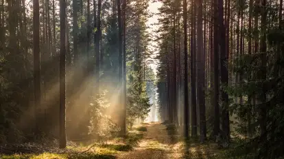 Styczniowy spacer po lesie w okolicach Rucianego-Nidy