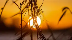 Wschód słońca nad jeziorem Śniardwy, Krzywy Róg - zdjęcie 39