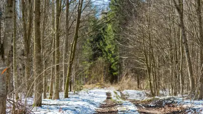 Trochę wiosny, trochę zimy...