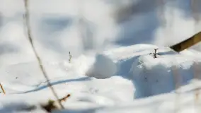 Trochę wiosny, trochę zimy... - zdjęcie 8