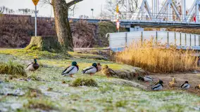 Zimowy poranek w Piszu nad Pisą, styczeń 2023 - zdjęcie 2