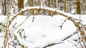 Niezdecydowana zima w lesie miejskim w Giżycku - zdjęcie 41