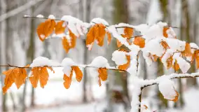 Niezdecydowana zima w lesie miejskim w Giżycku - zdjęcie 4