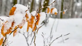 Niezdecydowana zima w lesie miejskim w Giżycku - zdjęcie 21