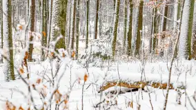 Niezdecydowana zima w lesie miejskim w Giżycku - zdjęcie 27