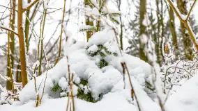 Niezdecydowana zima w lesie miejskim w Giżycku - zdjęcie 12