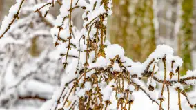 Niezdecydowana zima w lesie miejskim w Giżycku - zdjęcie 42