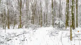 Niezdecydowana zima w lesie miejskim w Giżycku - zdjęcie 9