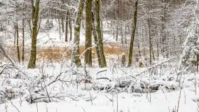 Niezdecydowana zima w lesie miejskim w Giżycku - zdjęcie 2