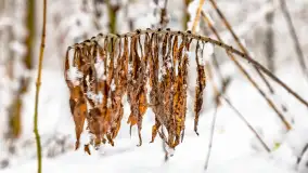 Niezdecydowana zima w lesie miejskim w Giżycku - zdjęcie 8