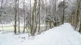 Niezdecydowana zima w lesie miejskim w Giżycku - zdjęcie 7